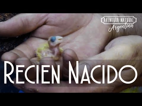 Vídeo: Com Alimentar Una Mare Lactant Perquè El Nadó No Tingui Còlics