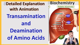 Transamination and Deamination of Amino Acids