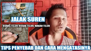 JALAK SUREN Buang Telur || Acak acak Telur || Jalak suren makan telur sendiri screenshot 5