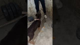 German Shepherd In Full Attack Mode Unstoppable Beast