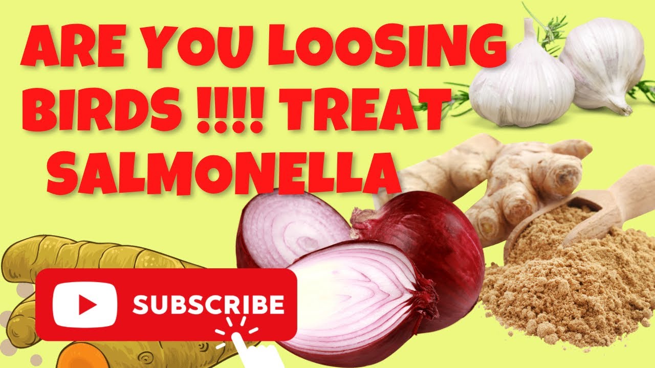 HOW TO TREAT SALMONELLA OUTBREAK YouTube