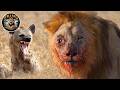 Hiena – El Fantasma de Acero de la Sabana Ensangrentada #animalessalvajes | Reino Animal