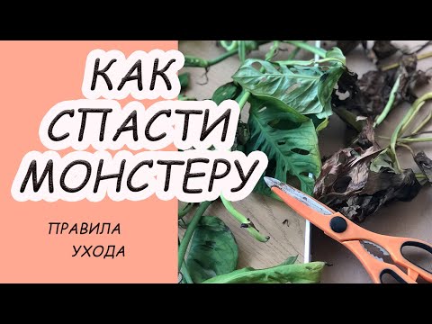 Монстера замерзла. Как спасти растение? Правила ухода?