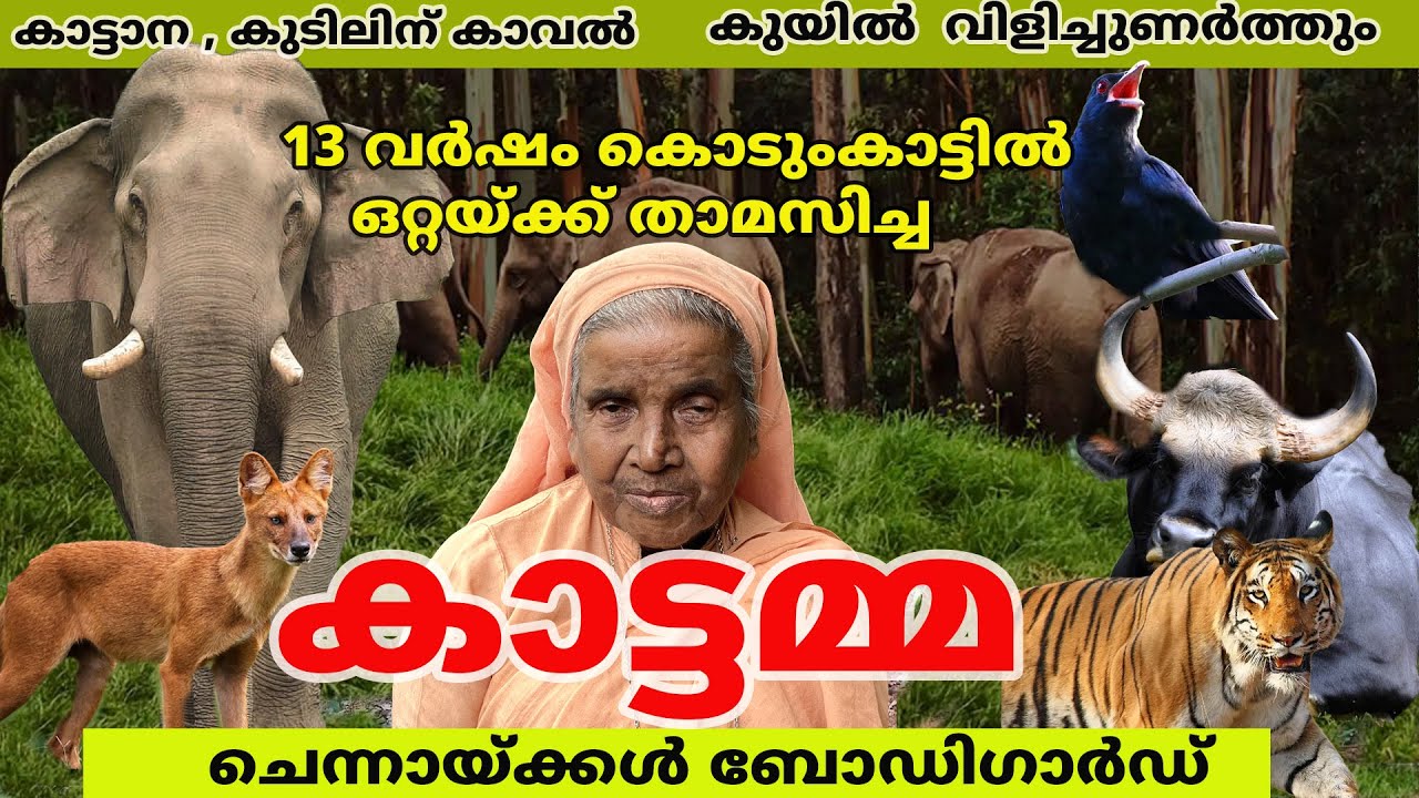 കാട്ടുമൃഗങ്ങളോടൊപ്പം  കൊടുംകാട്ടിൽ 13 വർഷം ഒറ്റയ്ക്ക് താമസിച്ച കാട്ടമ്മ #elephant #forest #kannur