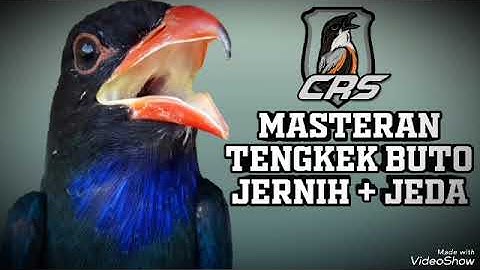 MASTERAN JERNIH TENGKEK BUTO speed panjang + JEDA. Mudah ditiru suara HD.