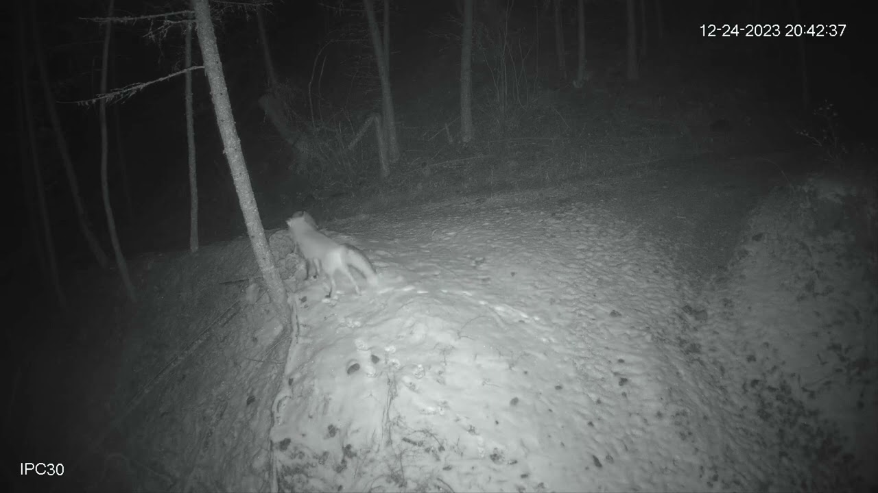 Red Foxes. 12/24/2023