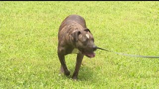 Caged without sin: Dog waiting 2,494 days and counting for forever home