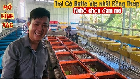 Xem trại Cá Betta độc nhất vô nhị ở Đồng Tháp - Thái Salem vê lốc
