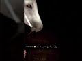 ياشين طعن الصدر       