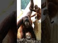 Baby Orangutan Rides on Mom's Back#shorts#orangutans#funnyvideo#funnyanimals