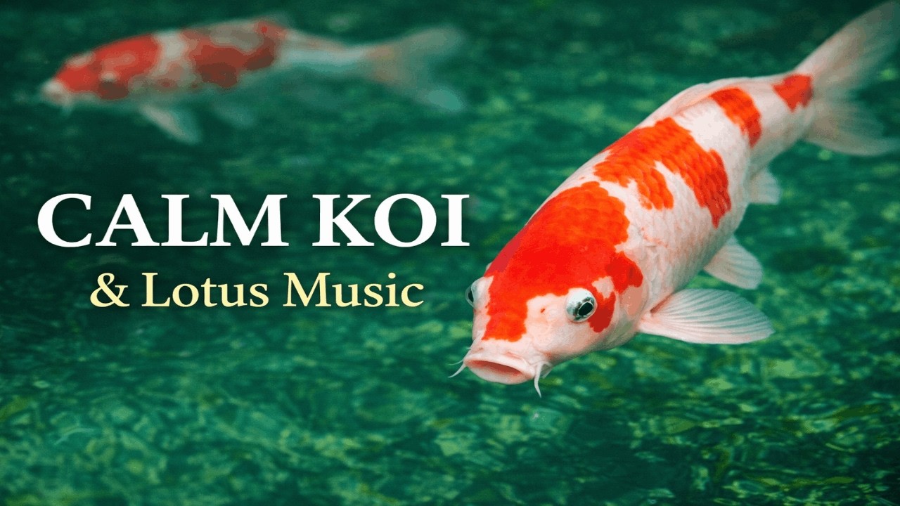 Calm Koi & Lotus Music - Peaceful Pond Instrumental for Meditation I Relaxation & Study