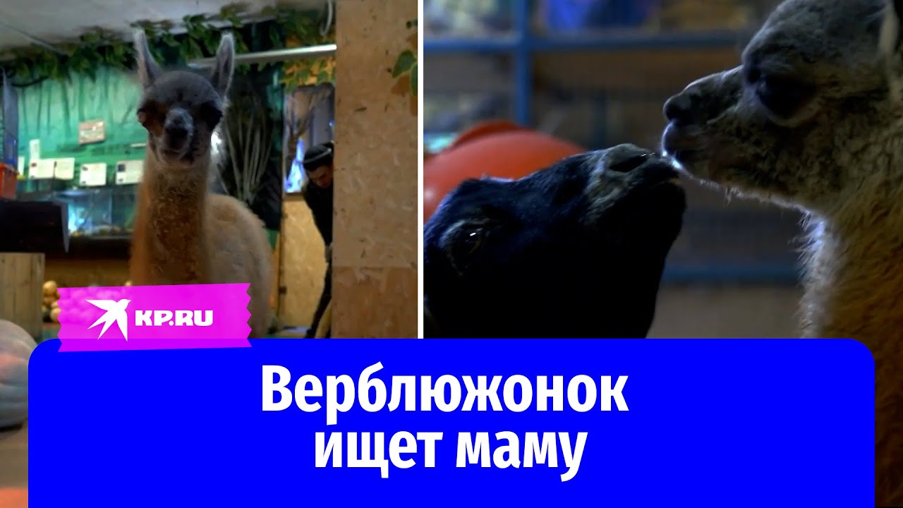 Верблюжонок из Сибири - YouTube