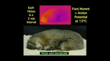 Arctic Squirrel Shaking Out of Hibernation