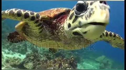 قالوا يانوح قد جادلتنا فاكثرت جدالنا للقارئ اسلام صبحي