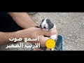 اسمع صوت الارنب الصغير بدون مؤثرات