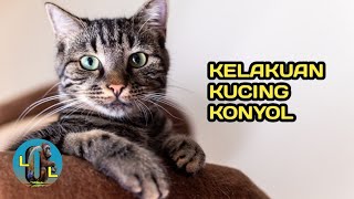 Kucing Lucu Yang Konyol