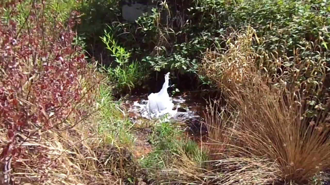 Klickitat Mineral Springs Klickitat, Washington YouTube