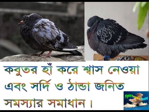 ভিডিও: প্রিরি কুকুরের শ্বাস প্রশ্বাসের রোগ