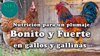 Como tener un plumaje BONITO Y FUERTE en gallos y gallinas