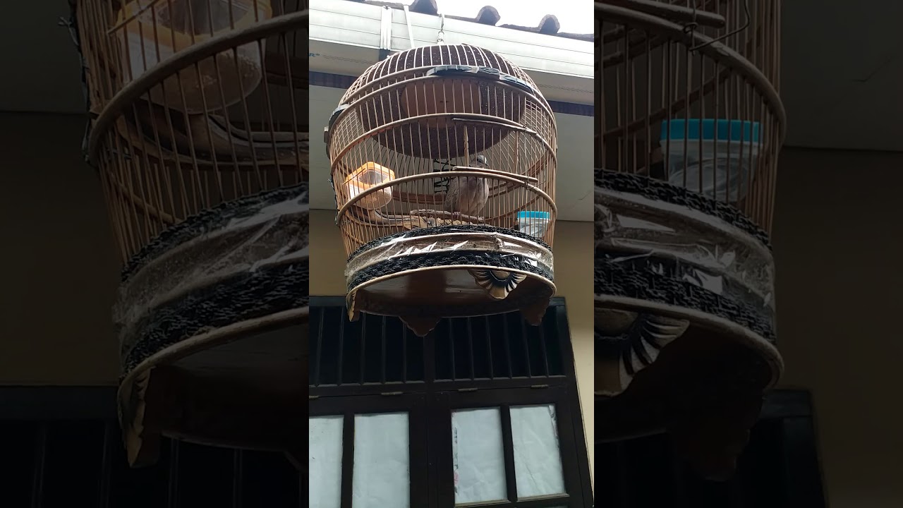 Burung derkuku kelantan kuk 9. Mahar 25 juta 