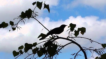 Mocking Bird protecting her nest