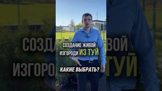 Живая изгородь | Изгородь из туи | Забор #туя #туи #живаяизгородь #забор #участок #ландшафтныйдизайн
