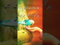 Best urdu poetry whatsapp status  urdu shayari status  heart touching poetry