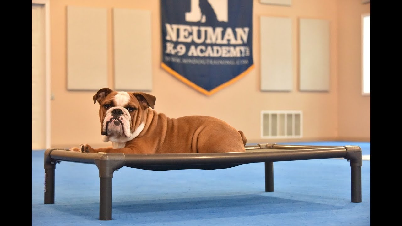 Beau (English Bulldog) Boot Camp Dog Training Video Demonstration