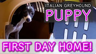 Italian Greyhound Puppy First Day at Home | Meet Luna the Iggy🐶
