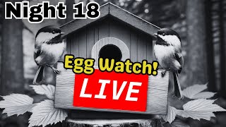 Chickadee Nest Box LIVE  Season 2  Night 18 4/26/24