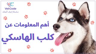 خلاصة المعلومات عن كلب الهاسكي - Huskey Dog