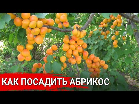 Как посадить абрикос