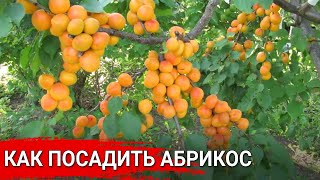 Как посадить абрикос