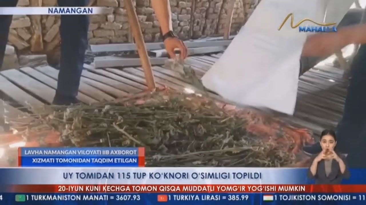 Uy tomidan 115 tup ko'knori o'simligi topildi (Namangan)