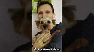 🐕♥️Мой любимый пёсик #песик #любимыйпес #украина #европа #животныесмешные #любимчики #люблювас