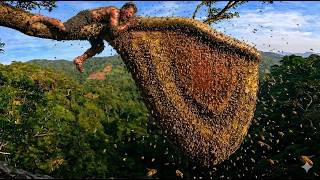 The Ultimate Honey Hunt | Conquering the World's Most Dangerous Tree