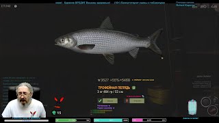 Live with Волкозай. Fisher Online. Енисей