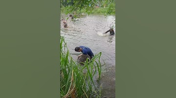 Nơm cá chim #fishing #nomca