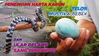 Penemuan Harta Karun Terpendam Telor Mustika Bebek yang Ditungguin Ular Belang Beracun Mematikan.