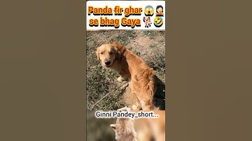 Panda fir Ghar 😱🤦🏻sebhag gaya 🐕🤣#ginnipandey #panda #ghar #doglover #reaction
