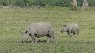 The World's top rhino reserve is Kaziranga National Park in Assam, India. Indian one horned rhino.