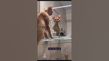 The Truth Behind Cats and Mirrors 👀