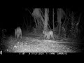 Mark&#39;s Cams. Browning Recon Force Trail Camera Video, Florida Panther Mating Call, January 27, 2020.