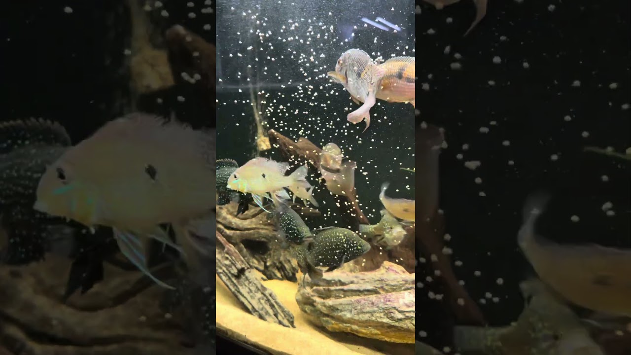 Feeding the 125 Gallon Tank
