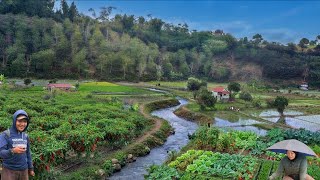 Download lagu The Perfect Blessing, The Abundant Nature of Bengkulu Village