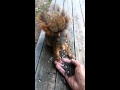 Feeding a wild squirrel NEVER TOUCH!