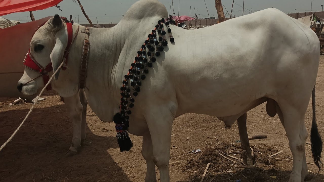 Naseeb ka soda 2k23 | Biggest sibi 2023 cow mandi 2023 | Eid vlog 2023 