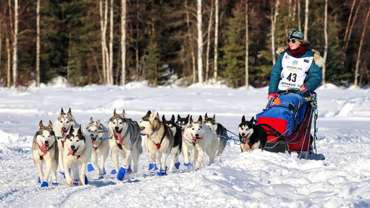 Dog Sledding in Alaska