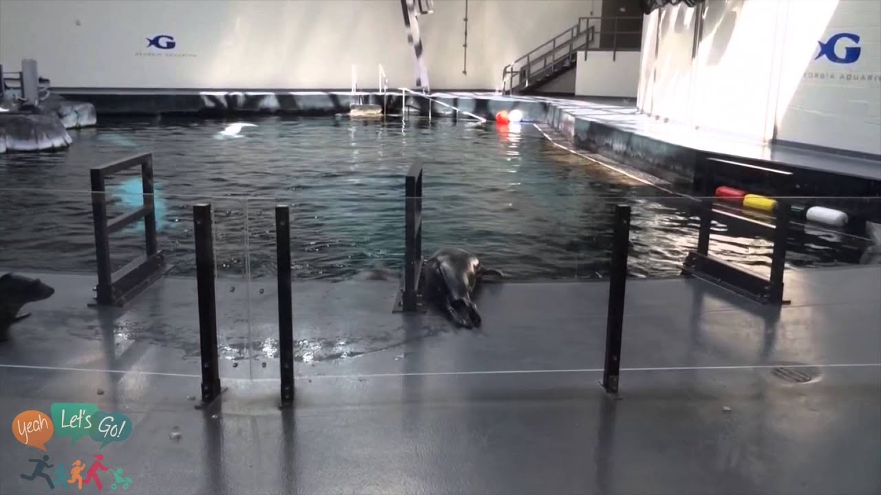 Behind the Scenes Tour at Aquarium YouTube