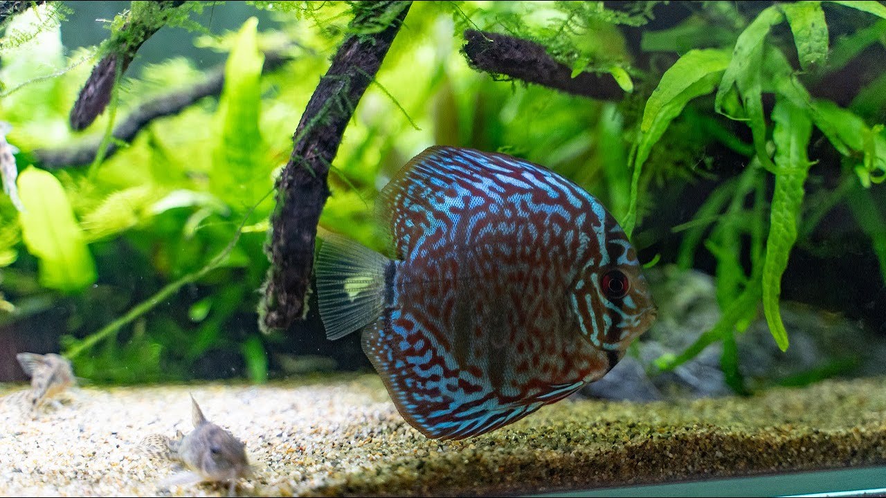 アクアリウムラジオ】水温低めでディスカスを飼育してみた結果 - YouTube